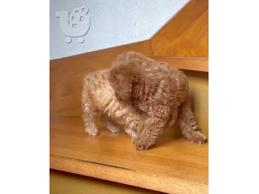 Cute Poodle puppies